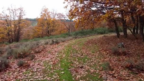 Lucht Naar Beneden Drone Schot Uitzicht Beuken Eiken Bos — Stockvideo