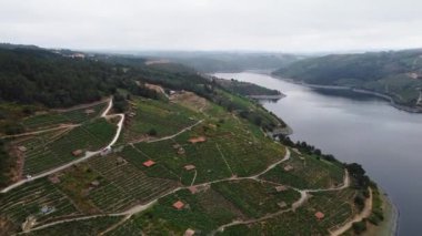 Galiçya 'nın Ribeira Sacra bölgesindeki yüksek yamaçlı üzüm bağlarının insansız hava aracı görüntüsü. Sil Nehri.
