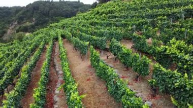 Galiçya 'nın Ribeira Sacra bölgesindeki yüksek yamaçlı üzüm bağlarının insansız hava aracı görüntüsü. Sil Nehri.