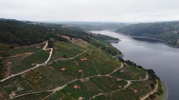 ガリツィアのRibeiraサクラ地域の標高の高い丘の中腹のブドウ畑の空中ドローンビュー シル川 — ストック動画