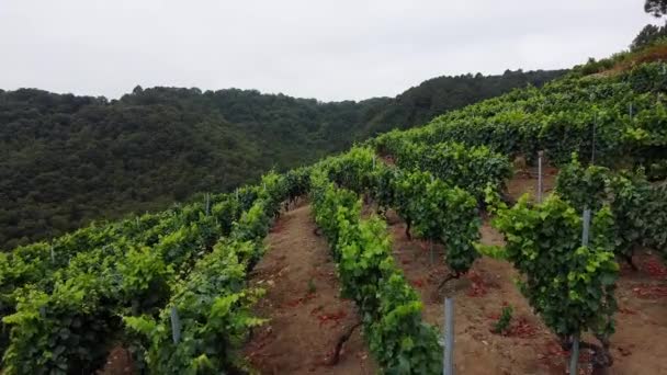 Aerial Drone View High Elevation Hillside Vineyards Ribeira Sacra Region — Stock Video