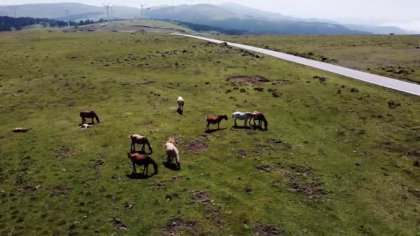 Вид Воздуха Беспилотника Коста Артабру Галисии Зеленые Луга Лошадьми Пасущимися — стоковое видео