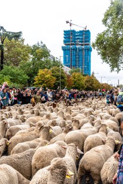 Madrid, İspanya - 23 Ekim 2022: Transhumance Festivali sırasında Paseo de la Castellana boyunca yürüyen koyun sürüsü
