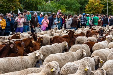 Madrid, İspanya - 23 Ekim 2022: Transhumance Festivali sırasında Paseo de la Castellana boyunca yürüyen koyun sürüsü