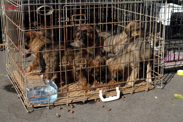 маленькие щенки в клетке