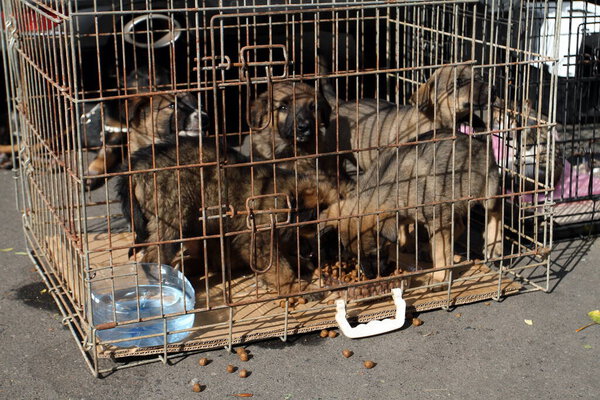 маленькие щенки в клетке