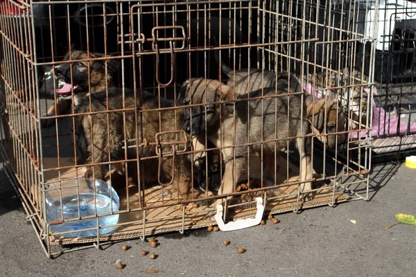 little puppies in a cage