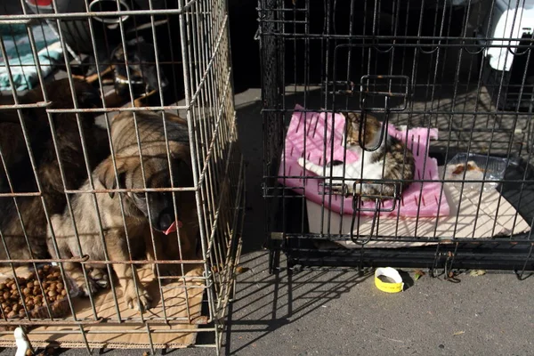 puppy and kitten in a cage