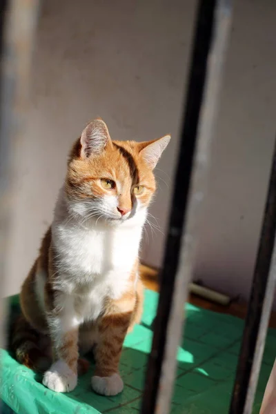 Junge Schöne Rote Katze Aus Nächster Nähe — Stockfoto