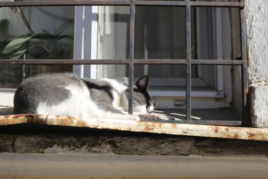 Kedi pencere eşiğinde yatıyor.
