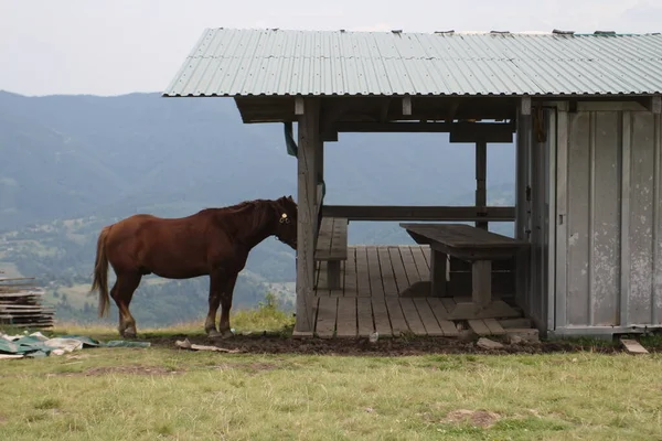 Jong Paard Een Achtergrond Van Bergen Een Zomerdag — Stockfoto