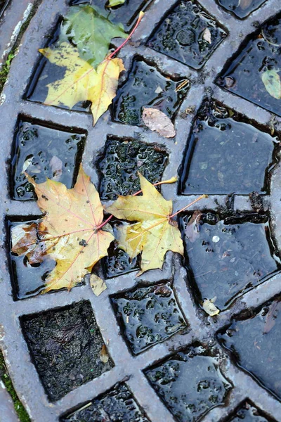 落ち葉が地面に横たわる — ストック写真