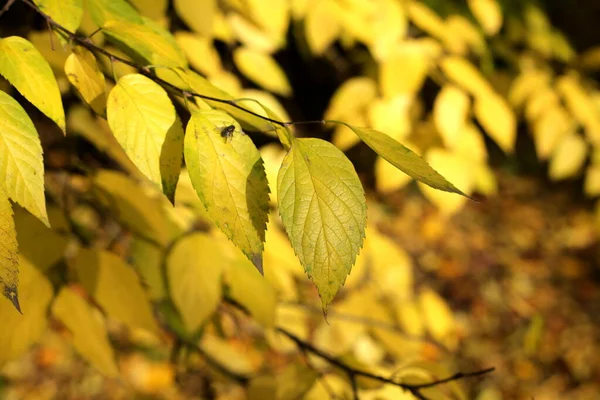 Yellow Autumn Leaves Street — Stock Photo, Image