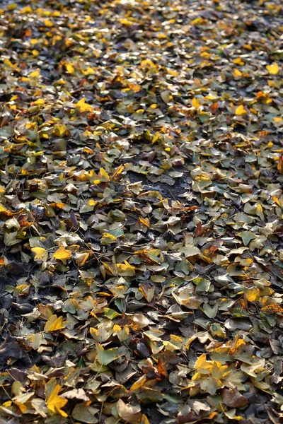 地面に落ちた秋の葉は — ストック写真