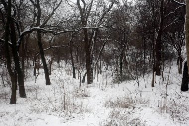 karla kaplı ağaçlar, kış grafikleri, bitki dokusu