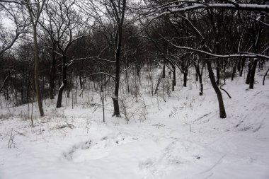 karla kaplı ağaçlar, kış grafikleri, bitki dokusu