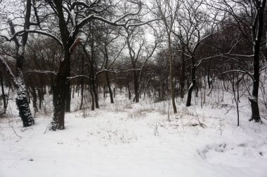 karla kaplı ağaçlar, kış grafikleri, bitki dokusu