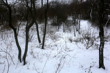 karla kaplı ağaçlar, kış grafikleri, bitki dokusu