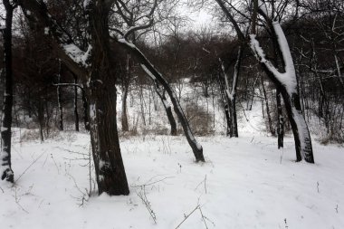 karla kaplı ağaçlar, kış grafikleri, bitki dokusu