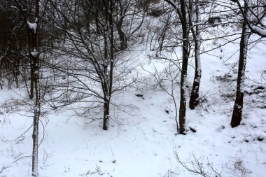 karla kaplı ağaçlar, kış grafikleri, bitki dokusu