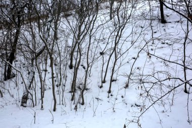 karla kaplı ağaçlar, kış grafikleri, bitki dokusu