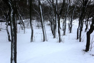 karla kaplı ağaçlar, kış grafikleri, bitki dokusu