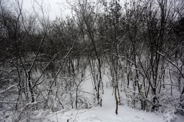 karla kaplı ağaçlar, kış grafikleri, bitki dokusu