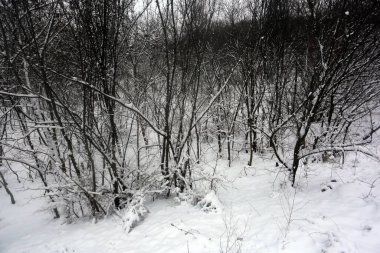 karla kaplı ağaçlar, kış grafikleri, bitki dokusu