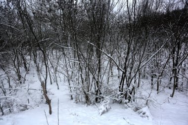 karla kaplı ağaçlar, kış grafikleri, bitki dokusu