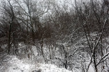 karla kaplı ağaçlar, kış grafikleri, bitki dokusu