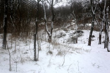 karla kaplı ağaçlar, kış grafikleri, bitki dokusu