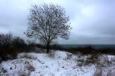 karla kaplı ağaçlar, kış grafikleri, bitki dokusu