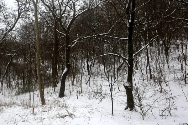 Arbres Enneigés Graphismes Hiver Texture Végétale — Photo