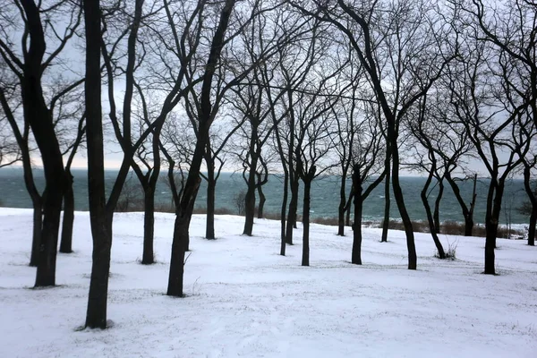 Schneebedeckte Bäume Wintergrafiken Pflanzenstruktur — Stockfoto