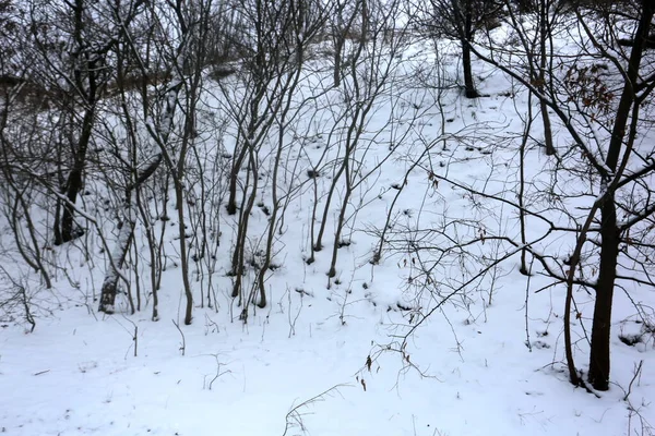 karla kaplı ağaçlar, kış grafikleri, bitki dokusu