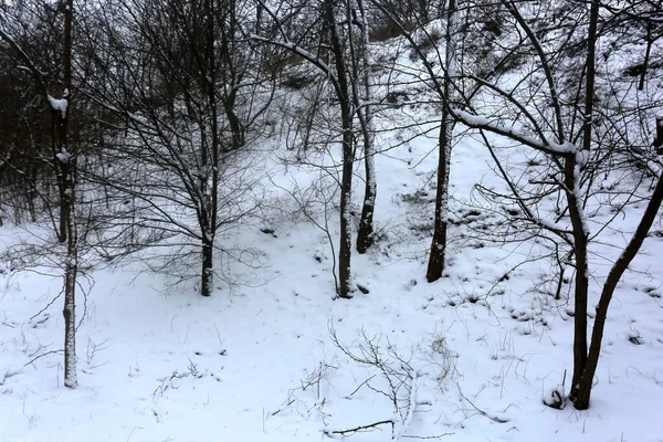 Karla Kaplı Ağaçlar Kış Grafikleri Bitki Dokusu — Stok fotoğraf
