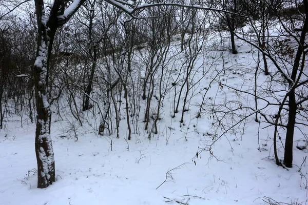 Снігові Покриті Дерева Зимова Графіка Текстура Рослин — стокове фото