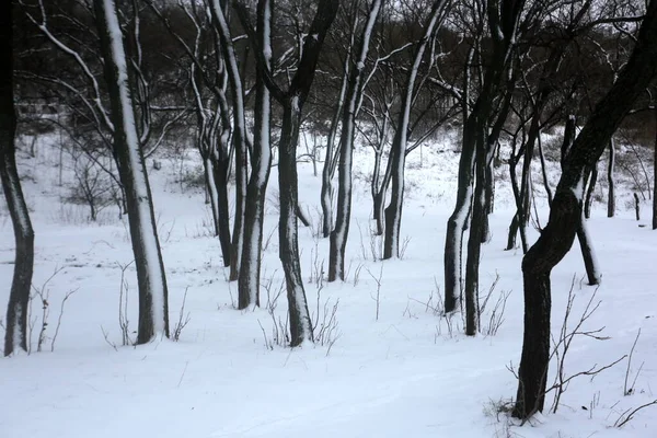 Arbres Enneigés Graphismes Hiver Texture Végétale — Photo