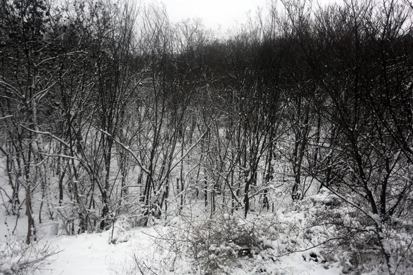 Drzewa Pokryte Śniegiem Grafika Zimowa Tekstura Roślin — Zdjęcie stockowe