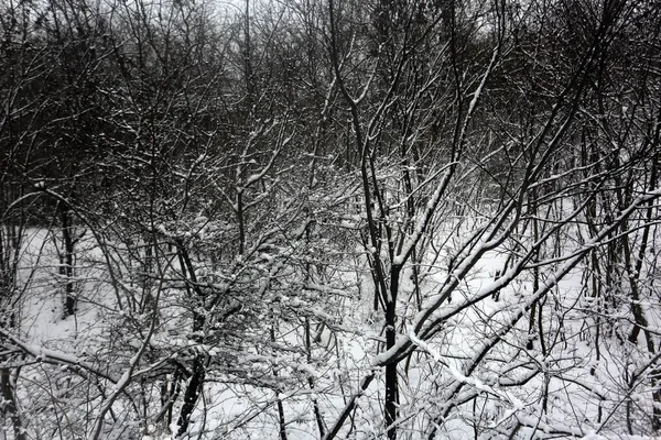 Arbres Enneigés Graphismes Hiver Texture Végétale — Photo