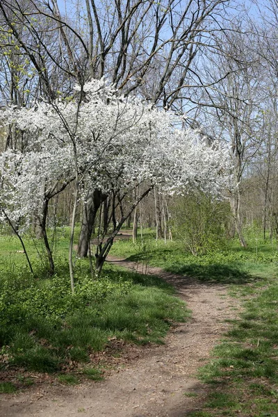 Virágzó Fák Egy Meleg Tavaszi Napon — Stock Fotó