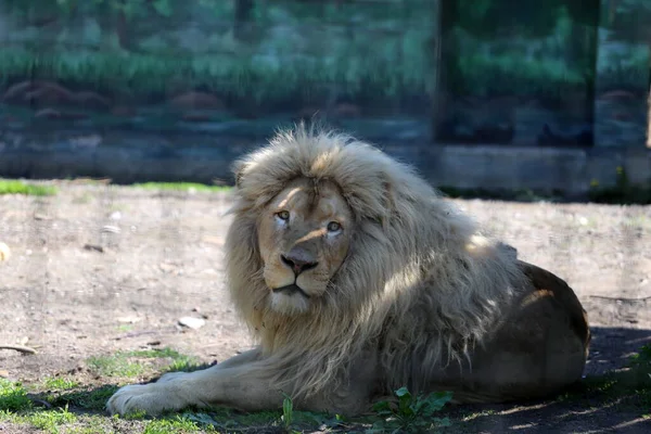 White Lions Brought Kharkov Odessa Kharkiv Heavily Bombed Russian Rockets — Stock Photo, Image