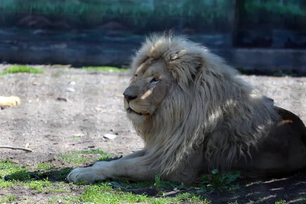 Beyaz aslanlar Harkov 'dan Odessa' ya getirildi. Kharkiv Rus roketleri tarafından ağır bir şekilde bombalandı.