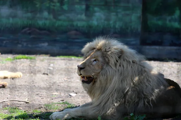 Beyaz aslanlar Harkov 'dan Odessa' ya getirildi. Kharkiv Rus roketleri tarafından ağır bir şekilde bombalandı.