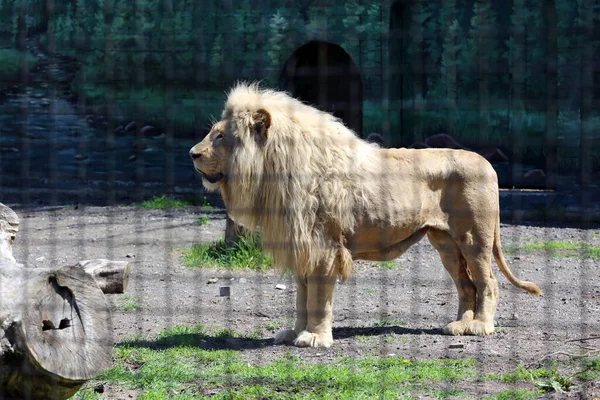 White Lions Brought Kharkov Odessa Kharkiv Heavily Bombed Russian Rockets — Stock Photo, Image