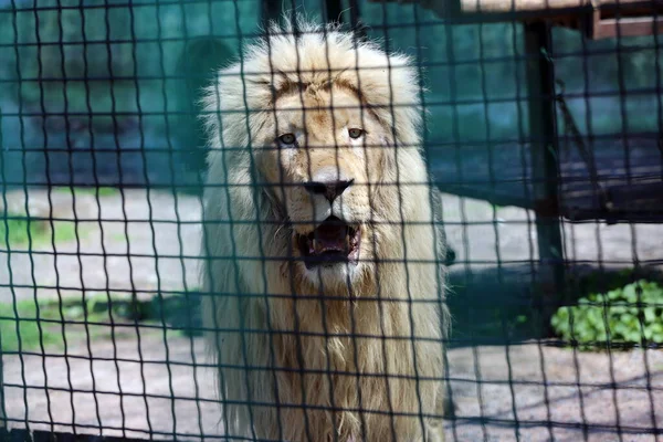 White Lions Brought Kharkov Odessa Kharkiv Heavily Bombed Russian Rockets — Stock Photo, Image