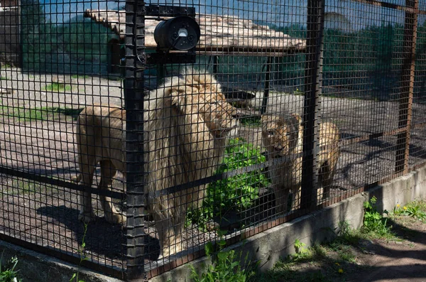 White Lions Brought Kharkov Odessa Kharkiv Heavily Bombed Russian Rockets — Stock Photo, Image