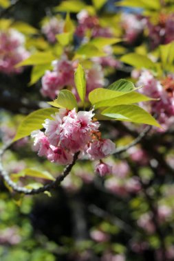 Meyve ağaçları çiçek açıyor, yakın çekim, güneşli gün