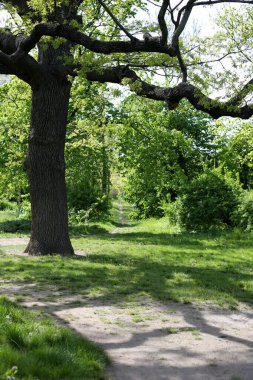 Güneşli bir günde parkta yollar