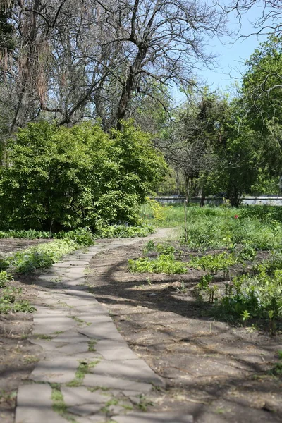 Paths Park Sunny Day — Stock Fotó